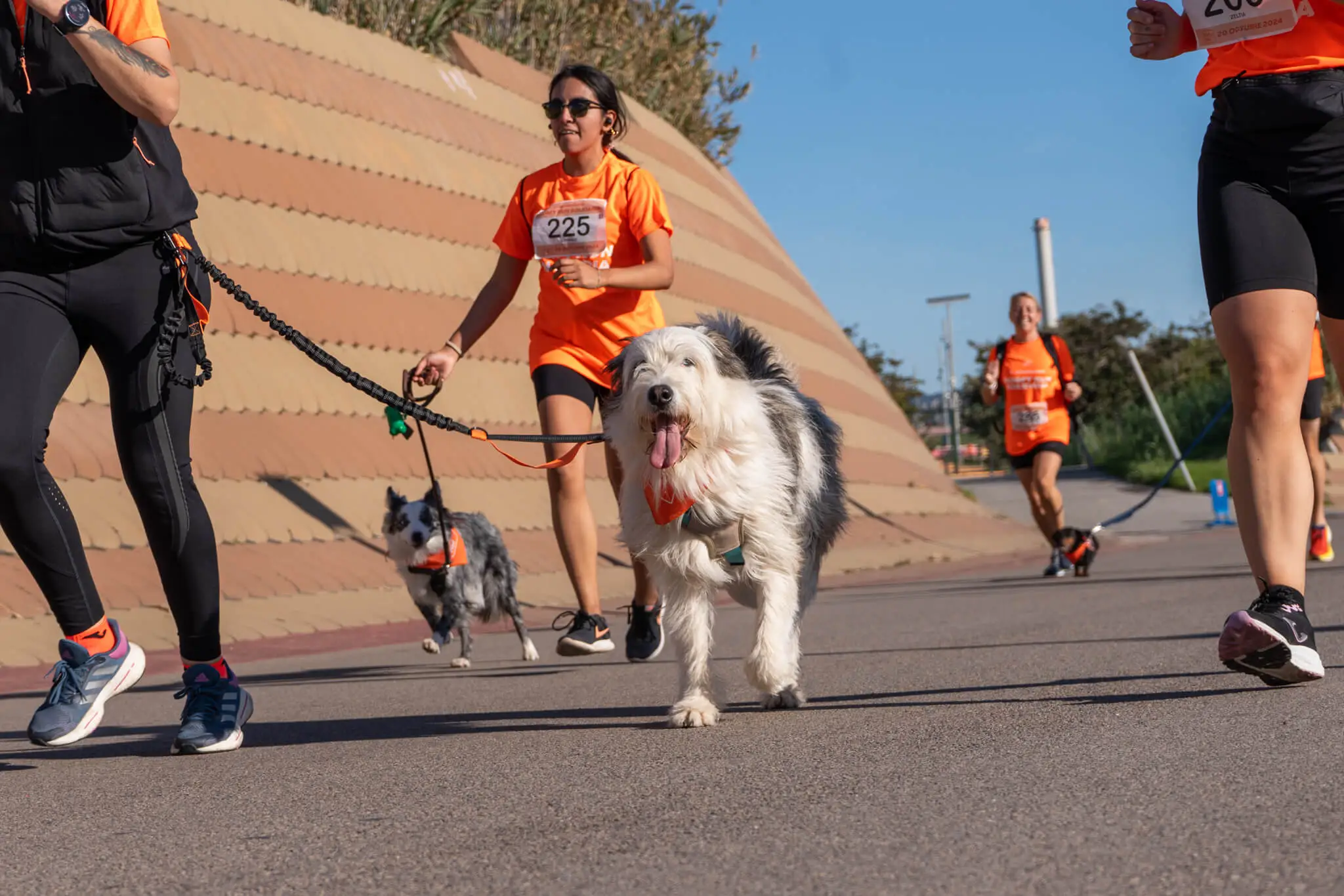 carrera solidaria dogfy