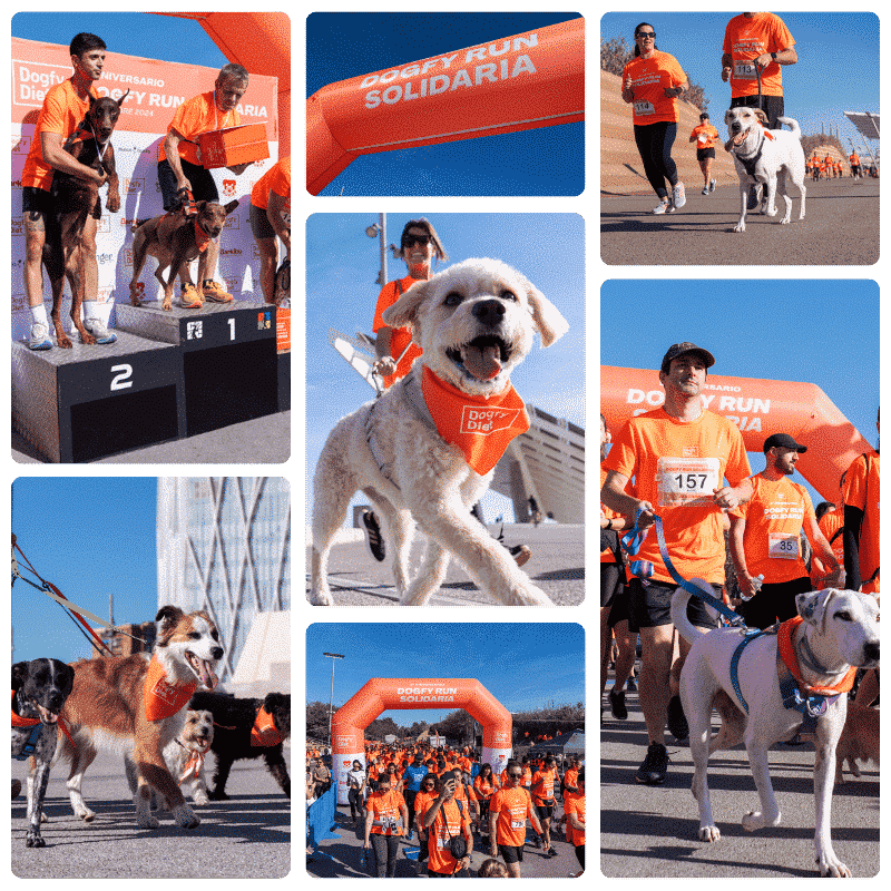 DOGFY casos de éxito